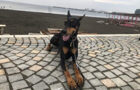 80A77A49-34DF-4308-B87D-CF0478589DDF