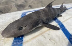 A3ED322C-D4F1-43C2-AD38-341A0EF998DE